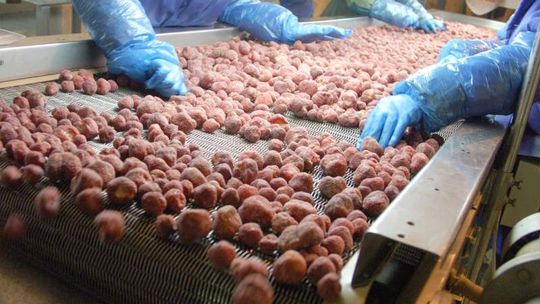 Przetwórnia w Rykach pierwszą ofiarą embarga Putina?