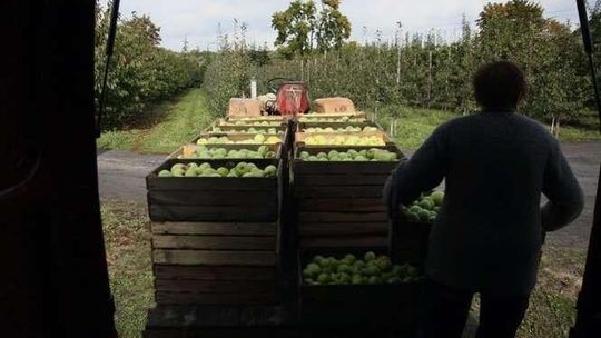 Przez 500+ brakuje chętnych do pracy? "Sytuację ratują Ukraińcy"