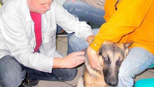 Przez ciepłą zimę mamy wysyp kleszczy. Atakują ludzi i zwierzęta