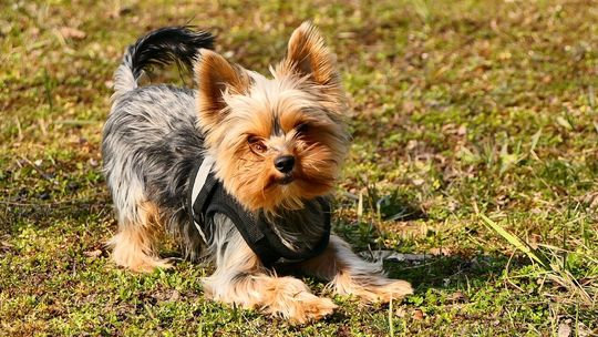 Przez dwa miesiące lepiej nie spaceruj z yorkiem do parku w Lubartowie