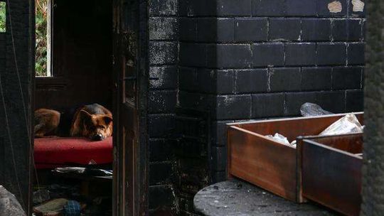 Przez dwa tygodnie psy w pogorzelisku czekały na właścicielkę. Kobieta zginęła w pożarze