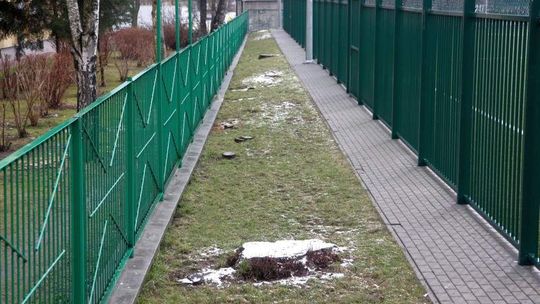 Przez rok miasto zgodziło się na wycięcie 4652 drzew w Lublinie