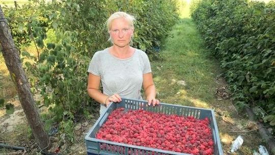 Przez upały malin jak na lekarstwo. Plantatorzy liczą straty 
