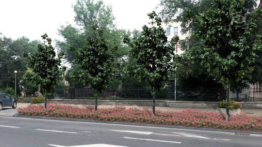 Przy Krakowskim Przedmieściu będzie więcej zieleni. Miasto dementuje informację o rezygnacji
