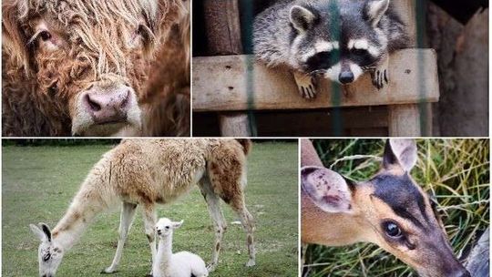 Przybywa zwierząt w mini zoo koło Lublina. Urodziła się m.in. lama i kangur [zdjęcia]