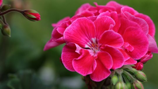 Przychodzisz z plastikiem, wracasz z kwiatkiem. Taka akcja w galerii handlowej