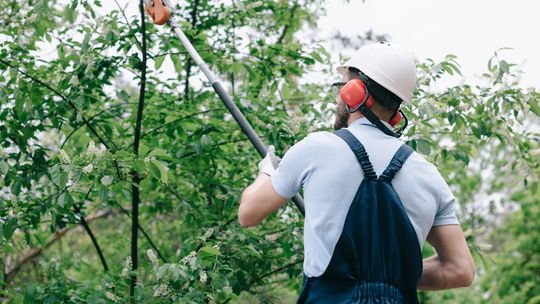 nożyce do przycinania drzew