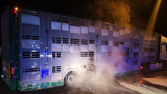 Przyczepa ze zwierzętami zaczęła się palić. Kto pierwszy ruszył do gaszenia?