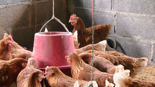 Przydomowe hodowle kur – hodowcy stawiają na systemy pojenia i karmienia