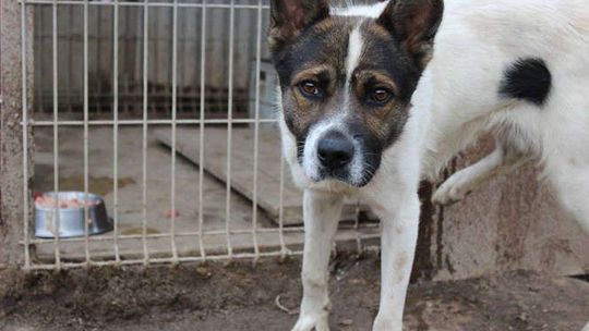 Przygarnij czworonoga. Psy z Krzesimowa czekają na nowy dom [zdjęcia]