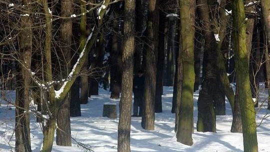 Przygniotło go drzewo. Zdołał wezwać pomoc