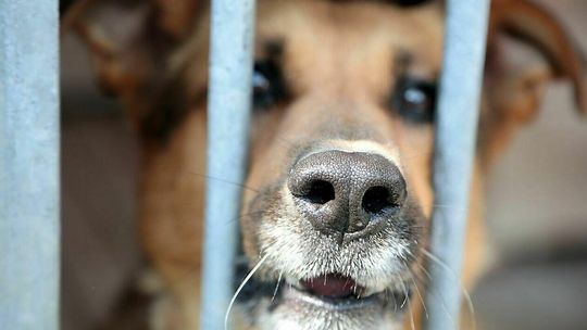 Przyjaciel czy tylko zwierzę? Lubelskie schronisko zaprasza na dzień otwarty