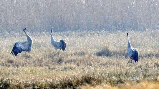 Przyleciały żurawie – jaskółki wiosny