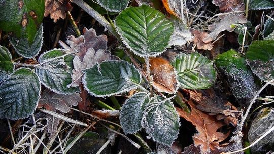 Przymrozki nie odpuszczają. Będą straty w uprawach owoców 