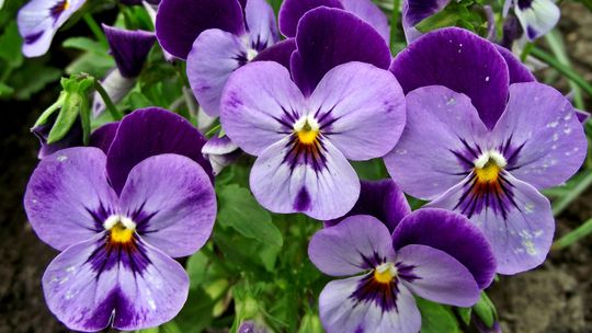 Przynieś elektrogratki. Dostaniesz wiosenne bratki