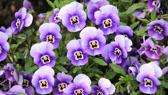 Przynieś elektrośmieci. Dostaniesz piękne bratki