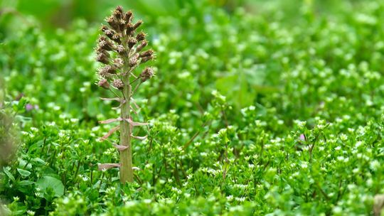 Przyroda pięknie wraca do życia. Ogród Botaniczny otwarty po zimowej przerwie