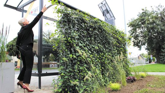 Przystanki w Lublinie miały być zielone. Ale tej zieleni wciąż nie widać