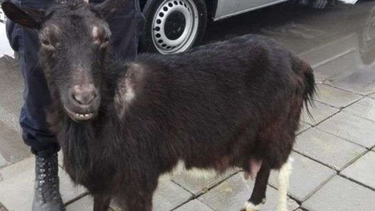 Przyszła koza na budowę. Zaczęła się wspinać na rusztowanie