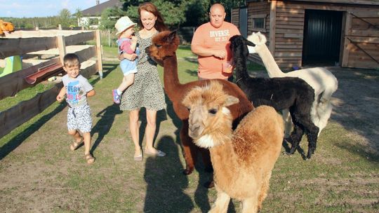 Przytul i poczochraj. Pani Natalia jest alpakoterapeutką [zdjęcia]