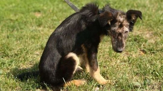 Przywiązał kamień do psa i wrzucił do rzeki. Zbierają pieniądze na chore zwierzę