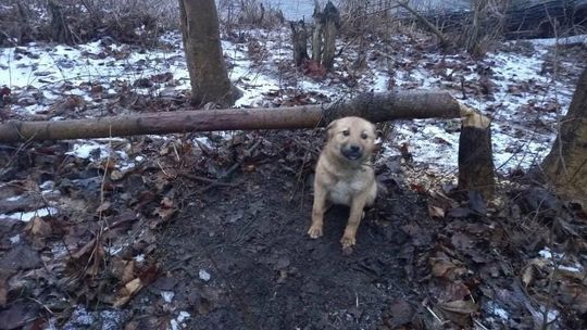 Przywiązał psa do drzewa i zostawił w miejskim parku