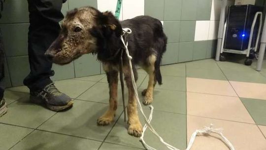 Przywiązał psu kamień do szyi i wrzucił do rzeki. 1000 zł za pomoc w odnalezieniu zwyrodnialca