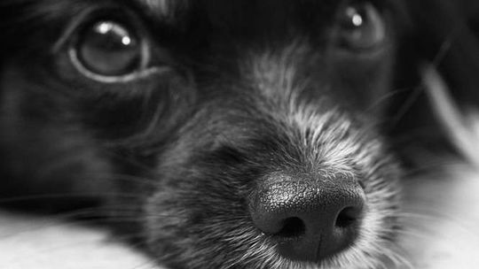 Przywiązała psa do drzewa i odjechała. „Był dla mnie ciężarem”