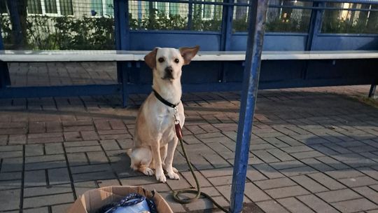 Przywiązała psa do przystanku i odjechała taksówką. Grożą jej 3 lata więzienia