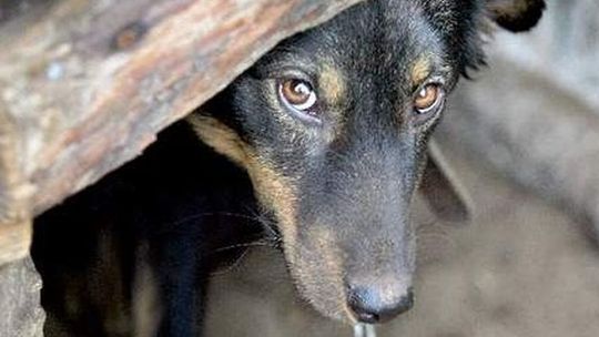 Przywiązali psa do drzewa i uciekli