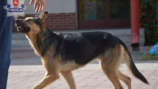 Przywiązali psa do drzewa i zostawili. Szuka ich policja