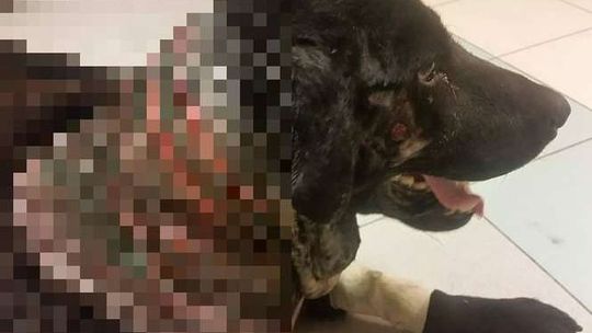 Psa żywcem zjadały larwy, miał wrośniętą kolczatkę. Już wiadomo kim jest właściciel