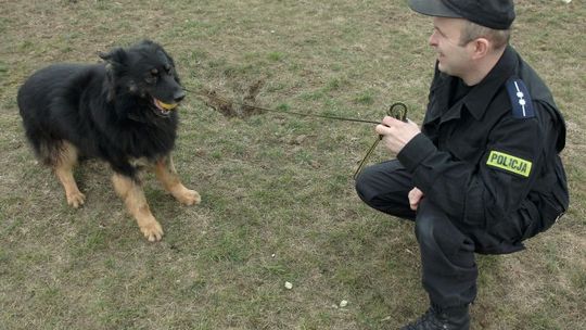 Psi detektyw powącha i zamerda ogonem
