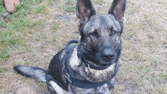 Psi funkcjonariusz nie zawiódł. Wywęszył narkotyki w autobusie [zdjęcia]