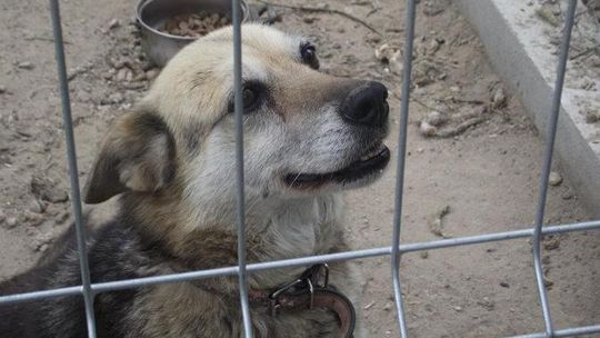 Psiaki liczą na Twój głos 