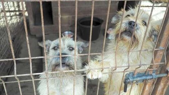 Psy czekają na pomoc! Zajmij się czworonogami