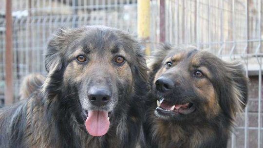 Psy do adopcji ze schroniska w Krzesimowie: Bystrzak, Chojrak i Piłeczka