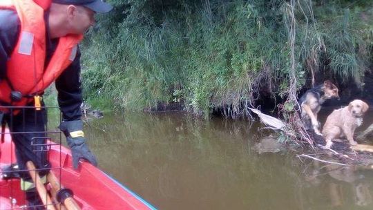 Psy dryfowały na gałęzi. Ktoś je wrzucił do wody