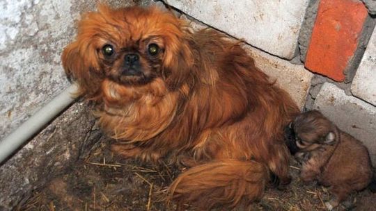 Psy hodowane w błocie, brodziły w odchodach. Wyrok podany do publicznej wiadomości