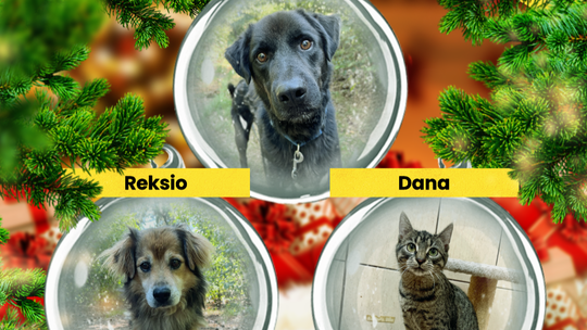 Psy i koty z Puław i Łukowa czekają na Mikołaja. Możesz być jak Krzysztof Ibisz