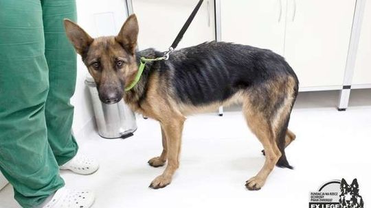 Psy jadły liście. Właścicielka omal ich nie zagłodziła