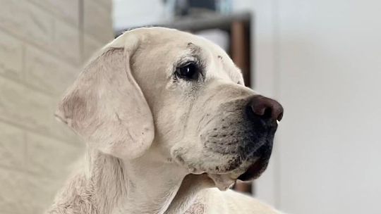 Psy mają swoje święto. Nasi czytelnicy pokazali swoich pupili 