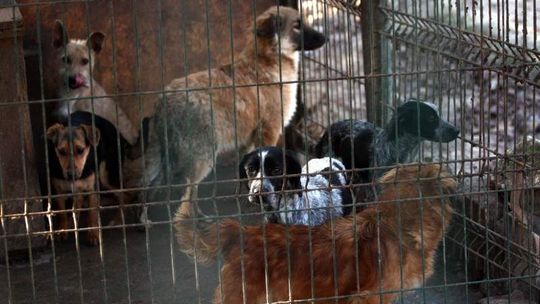 Psy na mrozie, a w miskach lód. Co działo się w schronisku koło Nałęczowa?