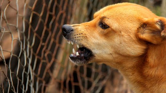 Psy, sarny i nietoperze gryzą ludzi. Sanepid: wzrosła liczba ukąszeń