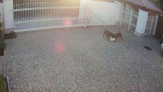 Psy sąsiadów zagryzły ich małego pieska. "Dzień wcześniej w ogrodzie bawiły się moje dzieci"
