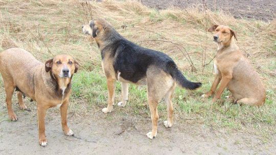 Psy szukają nowego opiekuna