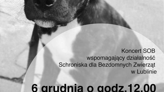 Psy też marzną. Koncert charytatywny w DK LSM
