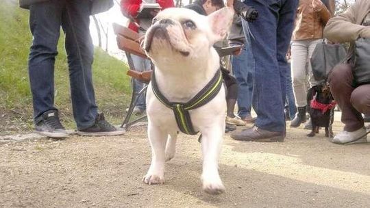 Psy w Ogrodzie Saskim w Lublinie? Jest ostateczny wyrok sądu!