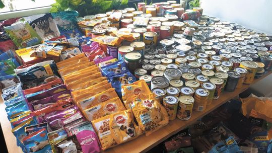 Psy w puławskim schronisku czekają na dobrą karmę. Ruszyła zbiórka żywności dla zwierząt