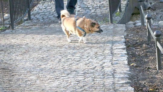 Psy wrócą do Ogrodu Saskiego? Do akcji wkracza Rzecznik Praw Obywatelskich